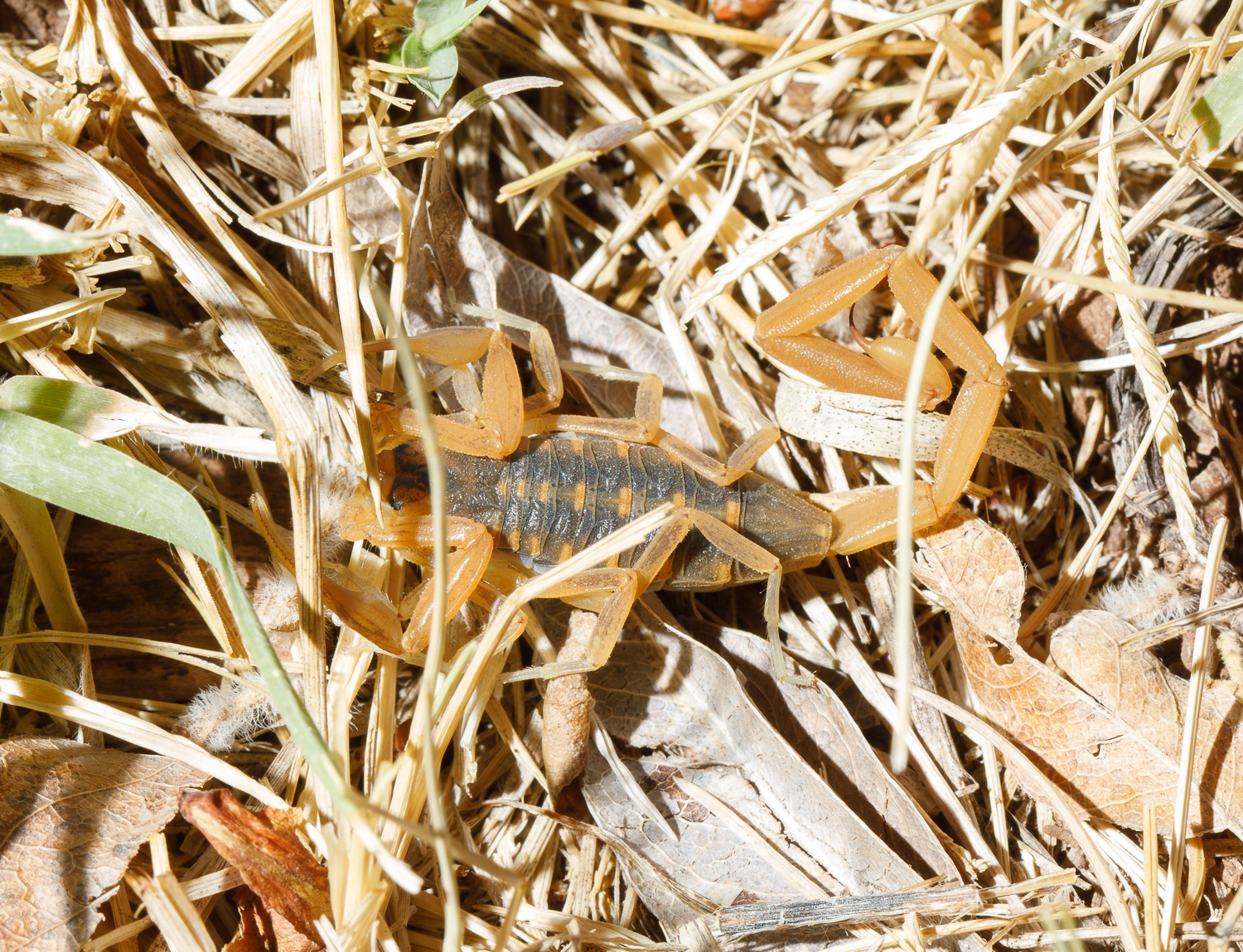Arizona bark scorpion (<i>Centruroides sculpturatus</i>) under full spectrum light.